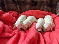 Lola, Lea, Livia i Lily - 2 tygodnie